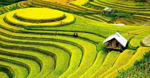Đội cũ của HLV Popov bị cấm chuyển nhượng, nguy cơ bỏ giải Malaysia