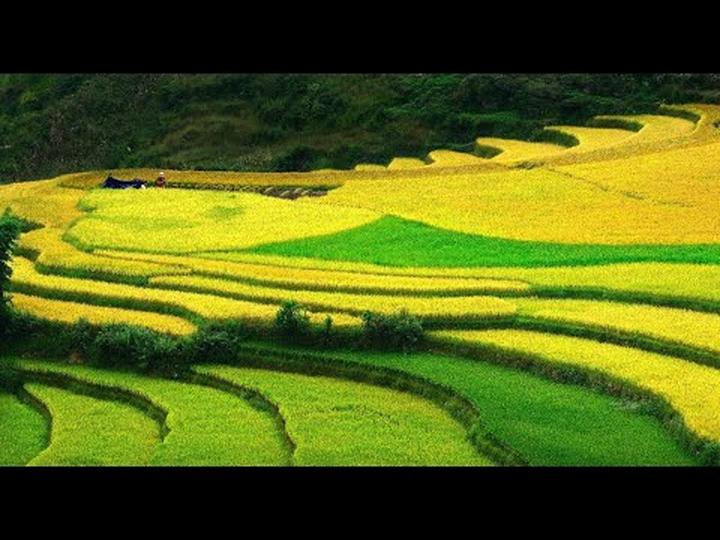Xu hướng Mua váy hoa mà không biết 4: Hotspot Matrix tiết lộ bí quyết video viral